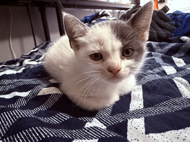 American Shorthair – Chloe – Los Angeles