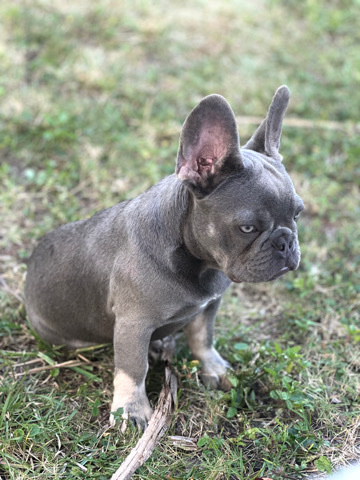 French Bulldog – French bulldog