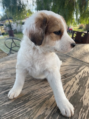 Great Pyrenees – puppies