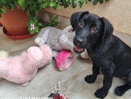 Mixed Breed – Adoption of Bella, 3 month old Indie Lab mix – Hyderabad