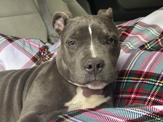 American Staffordshire Terrier – Amour Is looking for a new home!