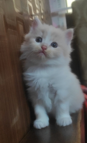 Persian (Modern) – cat for sale