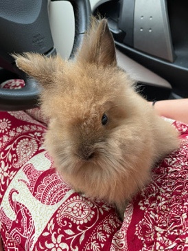 Lionhead – Lionhead Rabbits