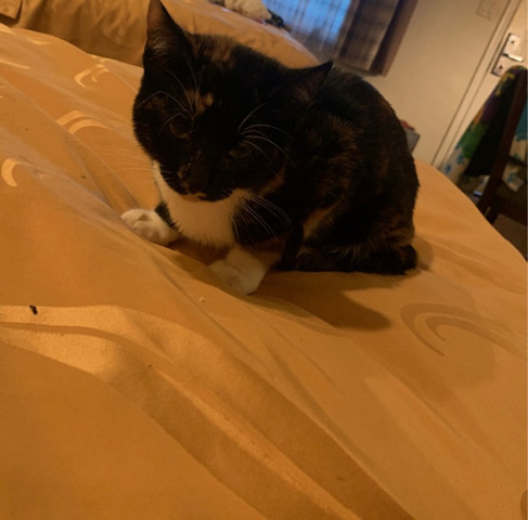 Munchkin – female kitten for sale