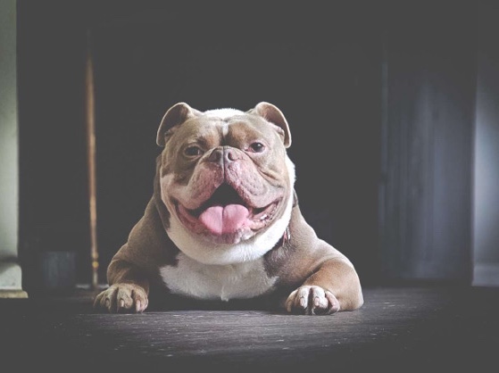 French Bulldog – Handsome French Bully seeking a loving home