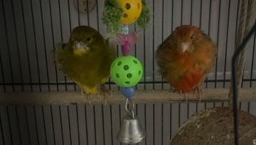 Canary Birds