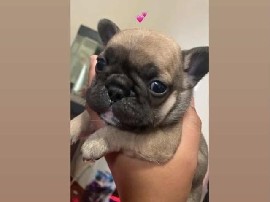 French Bulldog – Adorable FrenchBulldog Puppies! – San Francisco