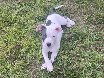American Pit Bull Terrier – Summit (pitbull terrior) – Providence
