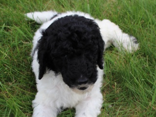 Poodle – Pongo Goldendoodle FB1 – Poughkeepsie