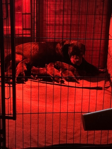 Rottweiler – AKC registered German Rottweiler puppies