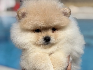 Pomeranian – Charming Pomeranian – Kharmanli