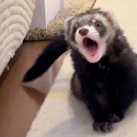 ferret – Sable Ferret
