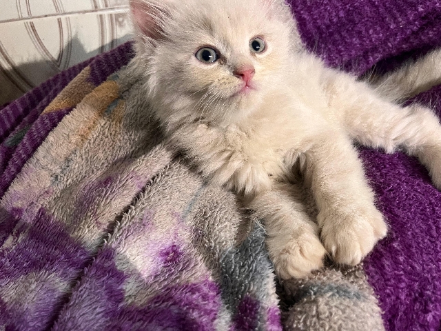 Persian (Modern) - 🌟 Gorgeous Cream Persian Kitten for Sale 🌟 available for adoption in Mumbai