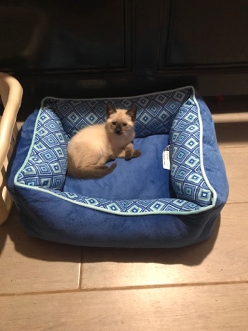 Siamese cat