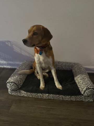 Beagle – Rehome