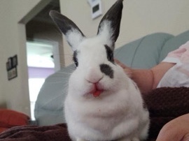 Sweet Social Bunny for sale – Lyman