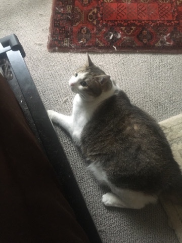 Beautiful Cat for Sale