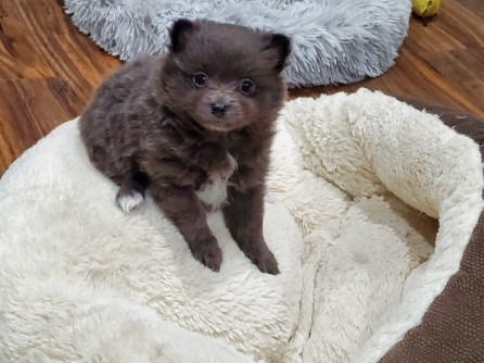 Pomeranian – pomeranian Puppies
