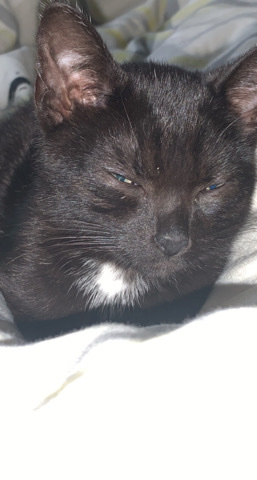 loving black kitten