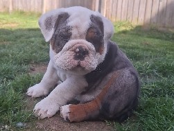 Bulldog – Last remaining English bulldog – Warwickshire