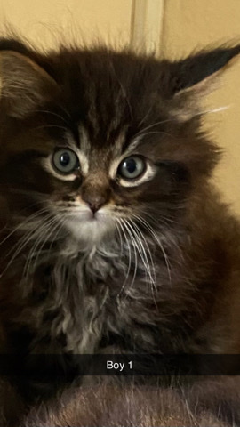 Maine Coon – Maine **** / raggamuffin