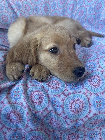 Golden Retriever – golden retriever puppy