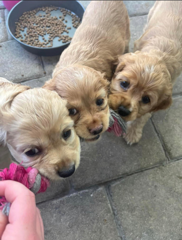 pure bred cocker spaniels