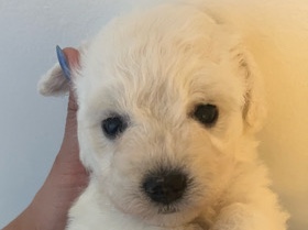 Bichon Frise – 6 weeks old Purebred Bichon Frise Puppies – Toronto