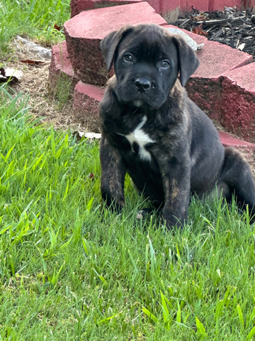 Cane Corso – Cane corso for sale!