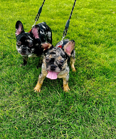 loving merle male frenchies