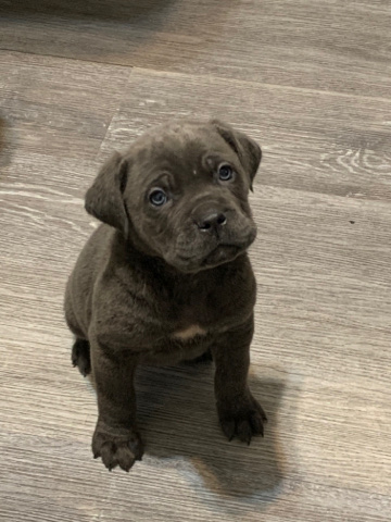 Cane Corso – cane corso puppy