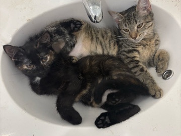 American Shorthair – Silky and Rider – New York