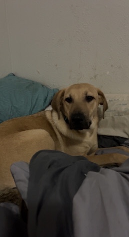 Labrador Retriever – Shepard lab mix
