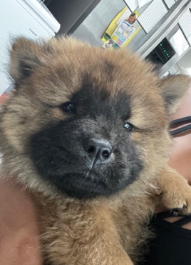 Chow Chow – chow chow puppy