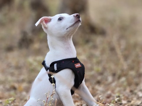 Hare Indian Dog – Indie breed dog
