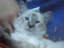 Siamese – Siamese Blue eyes Kitten – Kuala Lumpur