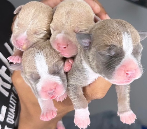 American Bulldog – American bully pups