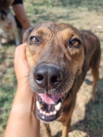 Sunny looking for a home