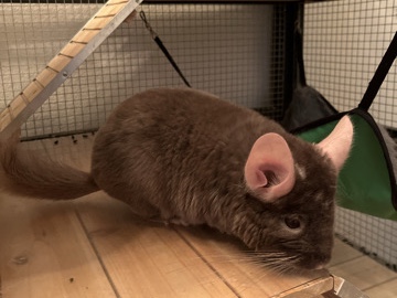 Chinchilla – 7 month old chinchilla brothers – Las Vegas