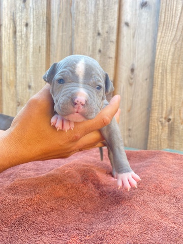 Brindle Pitbull mix with Red nose