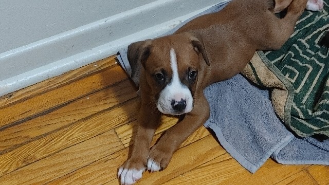 American Bulldog – 2 Puppies for sale
