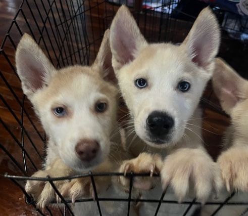Husky German Shepard Pups