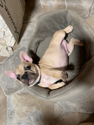 French Bulldog – pennywise