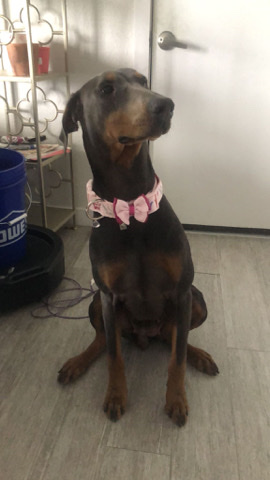 Doberman Pinscher – Bleu Doberman