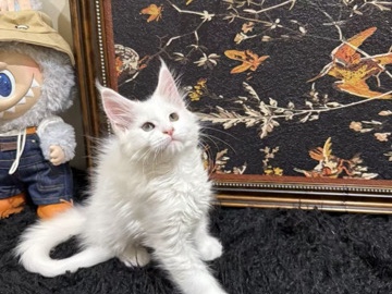 Maine Coon – Maine Coon Kitten – 马纳萨斯