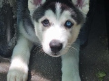 Siberian Husky - husky  available for adoption in Melbourne