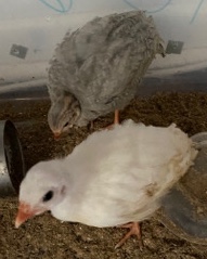 Two female chickens they’re still small need a go