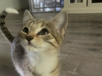 American Shorthair – Adorable American Shorthair Kittens – 2 Months and 4 weeks Old in Bolingbrook – Bolingbrook
