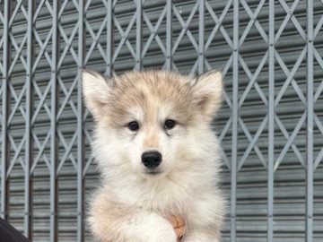 Siberian Husky - Wooly Husky available for adoption in Klang
