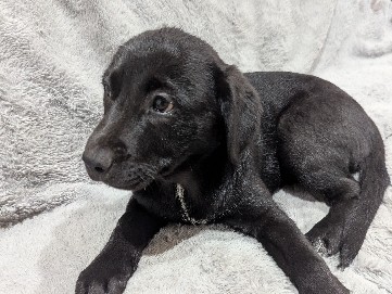 Labrador Retriever – puppies for free – Rosemead